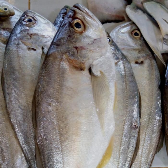 

Ikan Kapas-Kapas 500gr