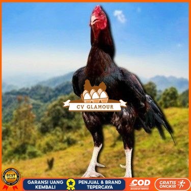 

telur ayam cos shamo ori bisa untuk di tetaskan CV GLAMOUR