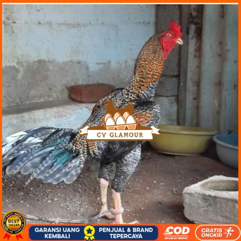 

TELUR AYAM HIAS PEDAGING URABA 2 UNTUK DI TETASKAN CV GLAMOUR