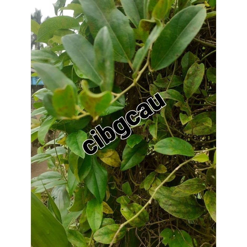 

Daun cingcau rambat sgar organic 250 gr ready