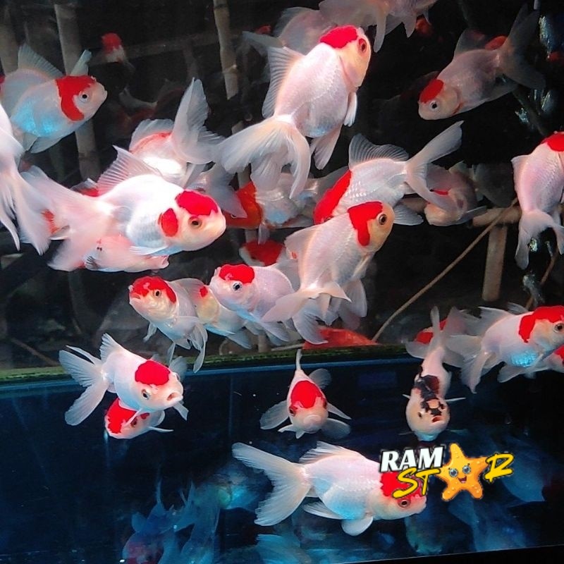 Koki Oranda Red cup 12 cm /goldfsh red cup/aquascape