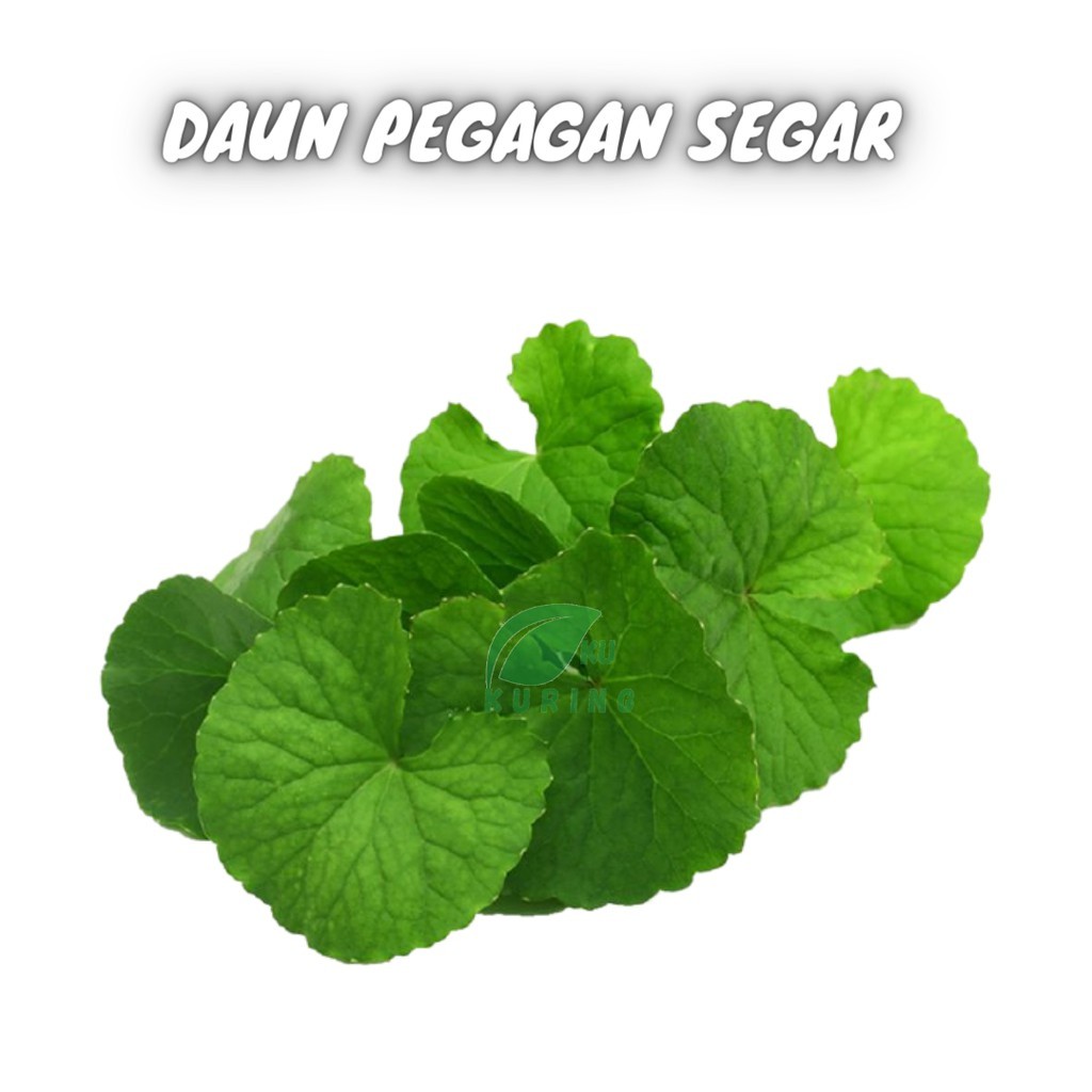 

Korehcok pegagan 1kg