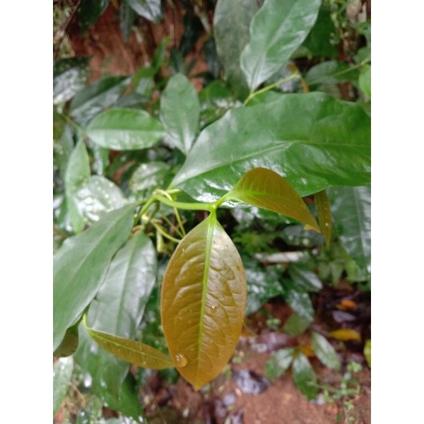 

DAUN TANGKIL / DAUN MALINZO HERBAL ASAM URAT 50 gram AR