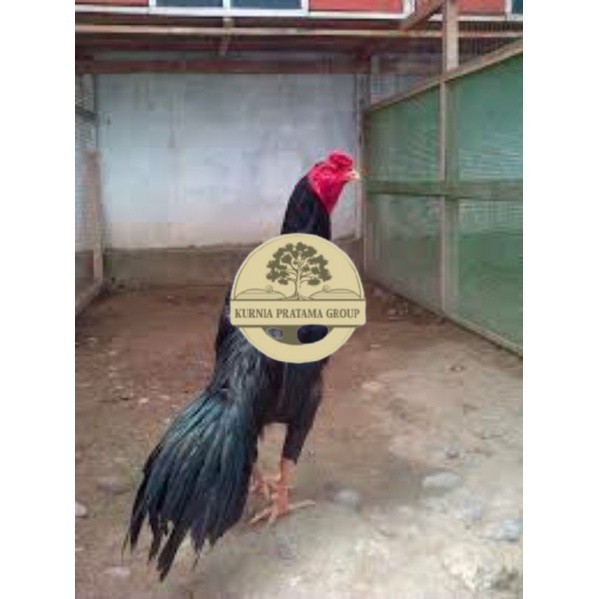 

TELUR TETAS AYAM PAKHOY TANGGUH UNTUK DI TETASKAN KURNIA PRATAMA GROUP