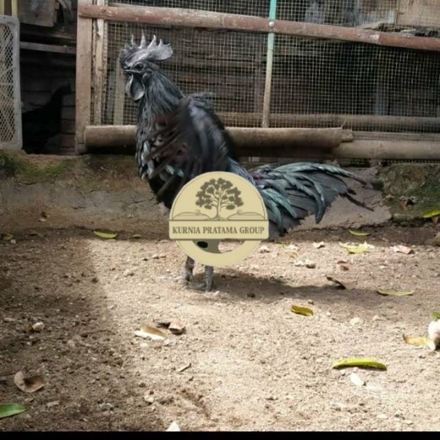 

TELUR AYAM HIAS CEMANI LIDAH HITAM FRESS KURNIA PRATAMA GROUP