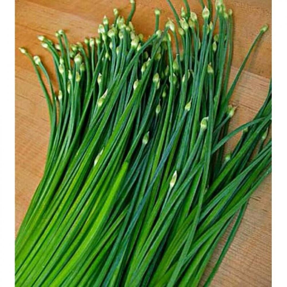 Benih Daun Kucai Tanaman Herb Heirloom-Isi : ± 100 seed