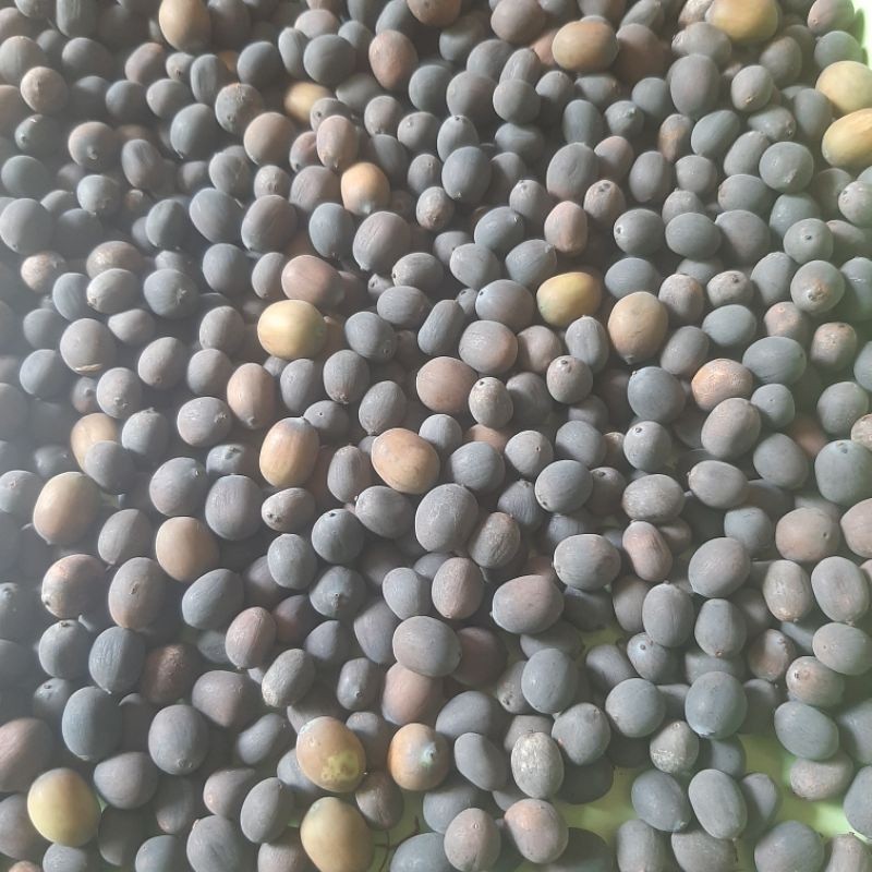 

BIJI TERATAI LOTUS TERLARIS UNTUK DI TANAM 500 Gram - Mudah Tumbuh