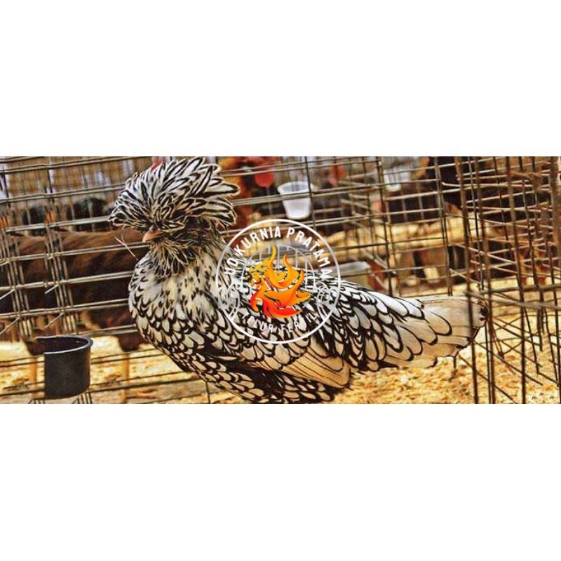 

TELUR AYAM HIAS SILVER LACED POLISH DAN GOLD LACED / POLAND BATIK UNTUK DI TETASKAN UD KURNIA PRATAMA