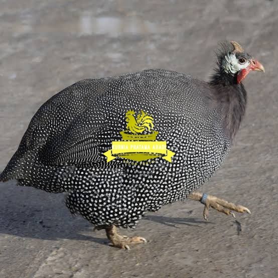 

Telur ayam mutiara / telur ayam hias / telur fertil siap tetas KURNIA PRATAMA ABADI