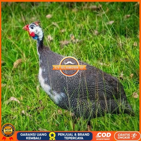 

Telur ayam mutiara / telur ayam hias / telur fertil siap cod CV GLAMOUR ID