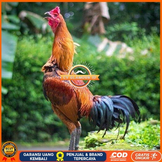 

Telur ayam bangkok pama mangon petarung fertil siap ditetaskan CV GLAMOUR ID