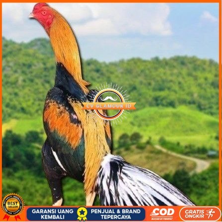 

telur ayam bangkok ekor lidi original CV GLAMOUR ID