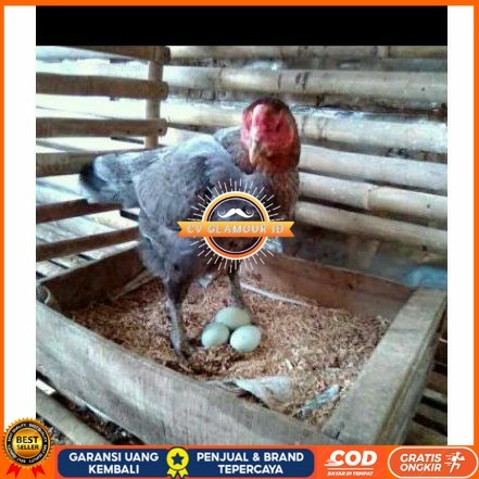 

TELUR AYAM BIRMA UNTUK DI TETASKAN CV GLAMOUR ID