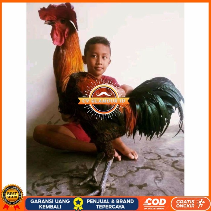 

Telur ayam pelung aduan super jumbo fertil asli siap ditetaskan - ayam pelung CV GLAMOUR ID