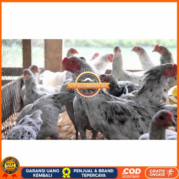 

Telur ayam fertil asli sensi petelur handal siap ditetaskan - ayam sensi CV GLAMOUR ID
