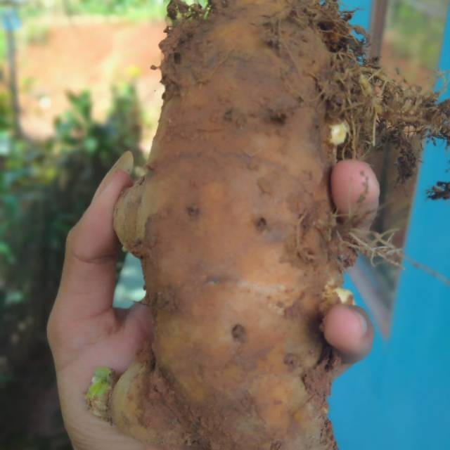 

OHI Temulawak Segar Organik Anti Corona Virus Temu Lawak Fresh Langsung Dari Alam Organic