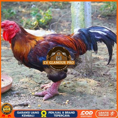 

Telur ayam dong tao / telur ayam hias / telur fertil siap cod CV GLAMOUR PRO