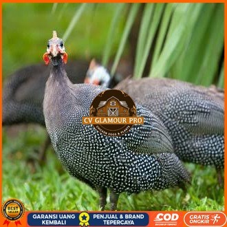 

Telur ayam mutiara hias fertil asli siap ditetaskan - ayam mutiara CV GLAMOUR PRO