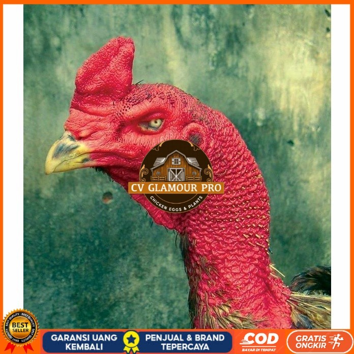 

telur ayam petarung saigon fertil asli siap ditetaskan - ayam saigon CV GLAMOUR PRO
