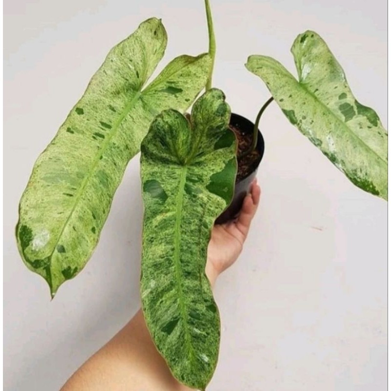 Philodendron Paraiso Verde / Philo Paraiso Verde