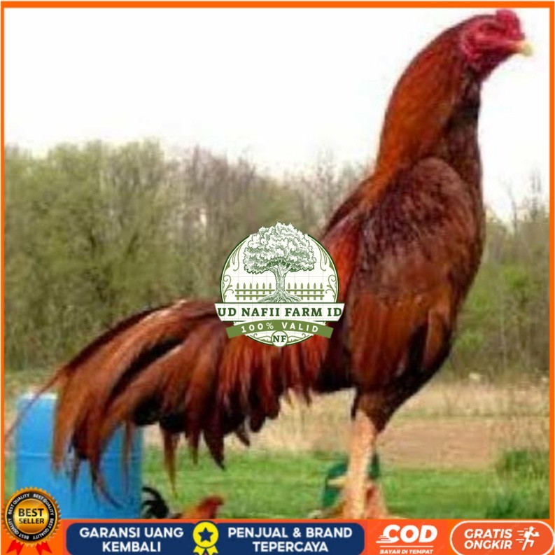 

TELUR AYAM KING PLUCKER SUPER SPEED UNTUK DI TETASKAN UD NAFII FARM ID