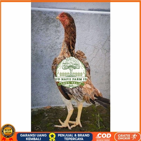 

Telur ayam bangkok shamo taiwan / ayam petarung aduan untuk ditetaskan UD NAFII FARM ID