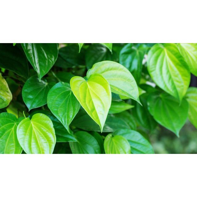 

DAUN SIRIH ORGANIK.PRESS DAN SEGAR.