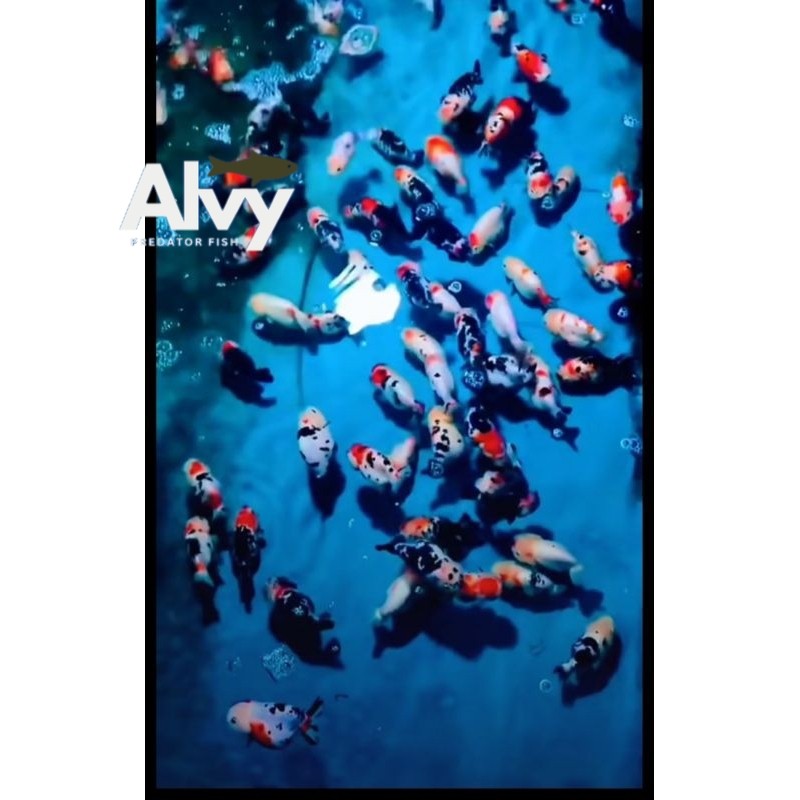 promo paket 3 rancu mixs RW,riyukin 4-6 cm