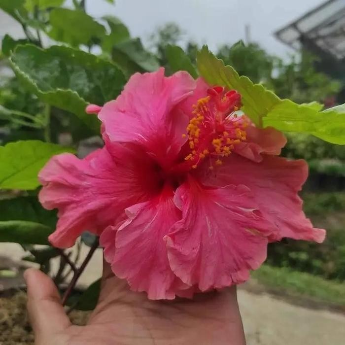 tanaman hias bunga kembang sepatu kuning - pohon kembang sepatu