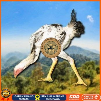 

telur tetas ayam shamo tarung spesial kontrol PRADITA BIBIT TANAMAN