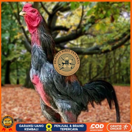 

Telur Ayam Pakhoy Redbull Vertil Siap Di Tetaskan Jaminan Super Jumbo Bergaransi PRADITA BIBIT TANAMAN