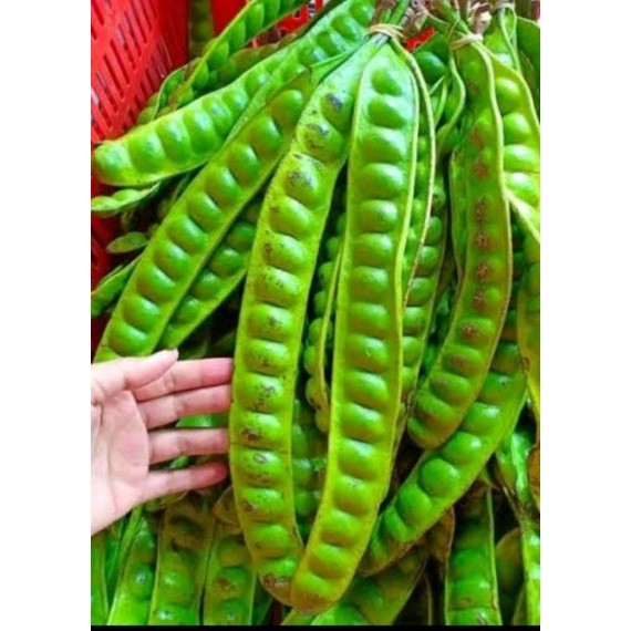 

Pete segar per papan terlaris berkualitas