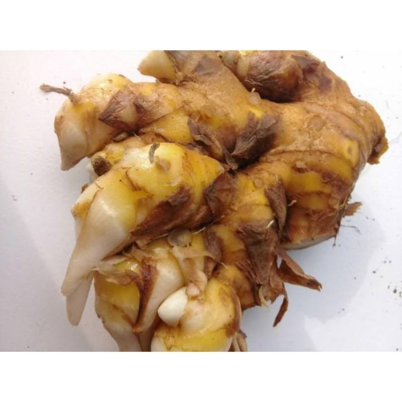 

Baru Umbi bangle basah 1kg panglai atau bengle Toko_lokal ML plant