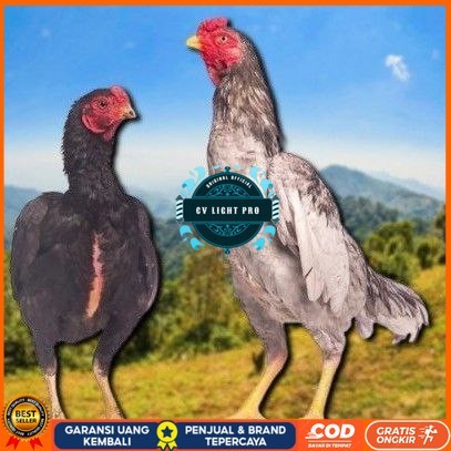 

telur tetas ayan shamo super CV LIGHT PRO