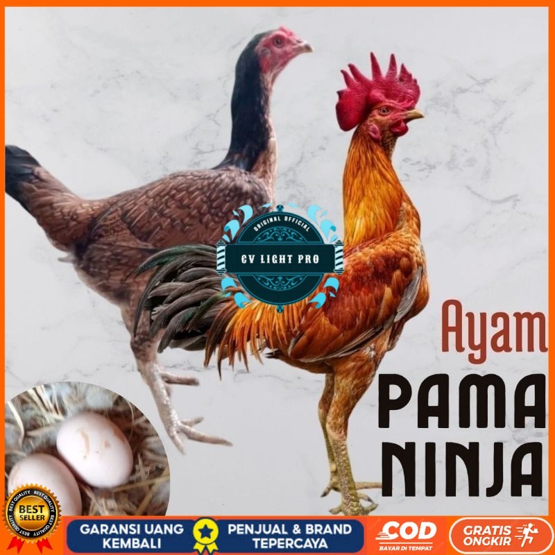 

telur ayam pama ninja original untuk di tetaskan CV LIGHT PRO