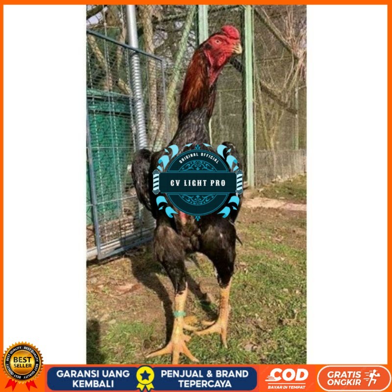 

TELUR AYAM RAINBOW UNTUK DI TETASKAN CV LIGHT PRO