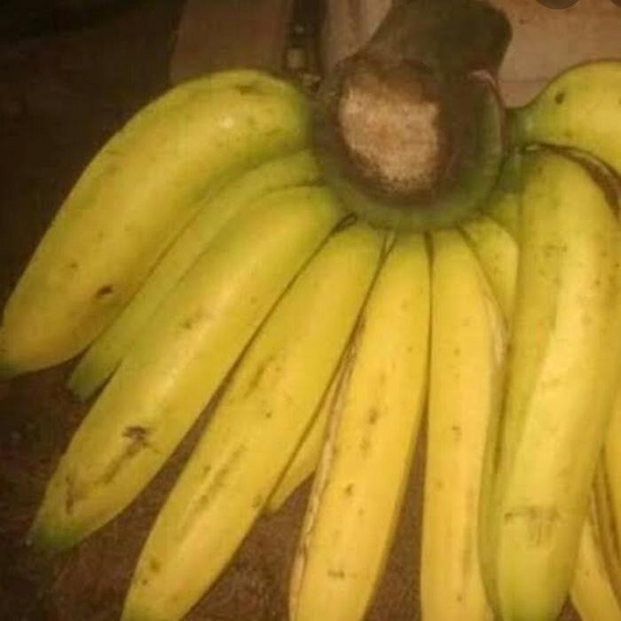 

Pisang Ambon 1 Sisir
