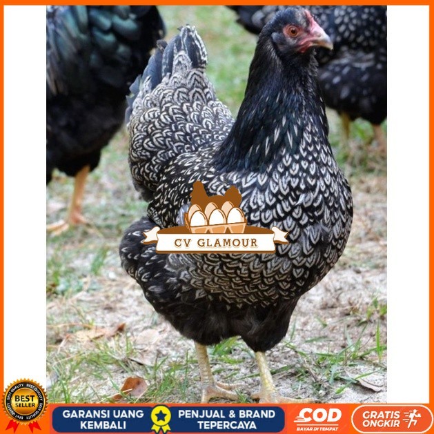 

TELUR AYAM KUP KAMPUNG UNGGUL PETELUR UNTUK DI TETASKAN CV GLAMOUR