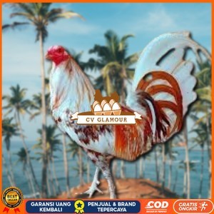 

telur ayam philipin asli AK47 bisa untuk di tetaskan vertil CV GLAMOUR