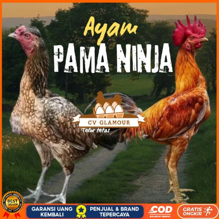 

telur ayam Pama ninja original petarung bisa untuk di tetaskan berkualitas ori CV GLAMOUR