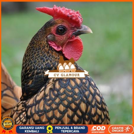 

Telur ayam serama kate batik kanada telur ayam hias fertil siap tetas CV GLAMOUR