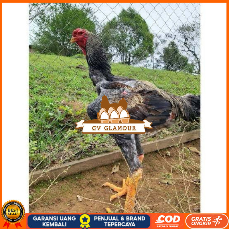 

TELUR AYAM GORDZILA F1 INDUKAN TERSELEKSI UNTUK DI TETASKAN CV GLAMOUR