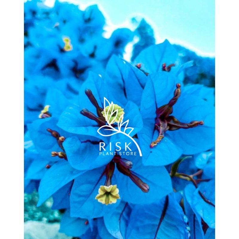 PROMO..tanaman hias pohon bunga bougenville warna biru/bugenvil/bugenfil/bugenvile/BUGENVIL BUNGA KE