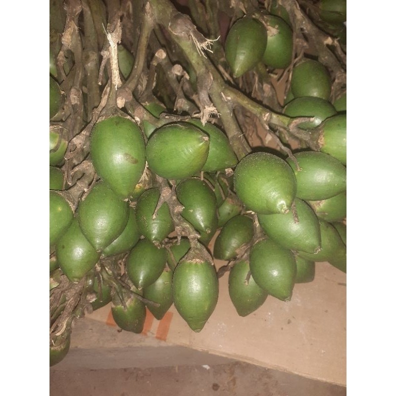 

Buah pinang muda sgar 500 gr buah sakti .