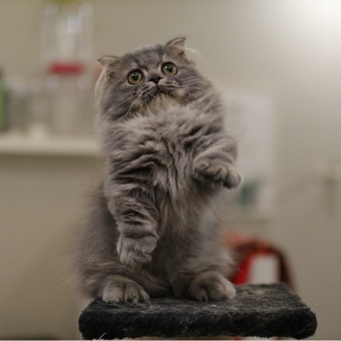 Kucing Kitten Munchkin Gaelic fold kaki pendek Abu Betina 4 bulan