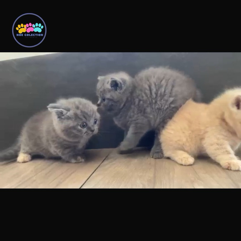 bsh munchkin jantan dan betina blue kitten