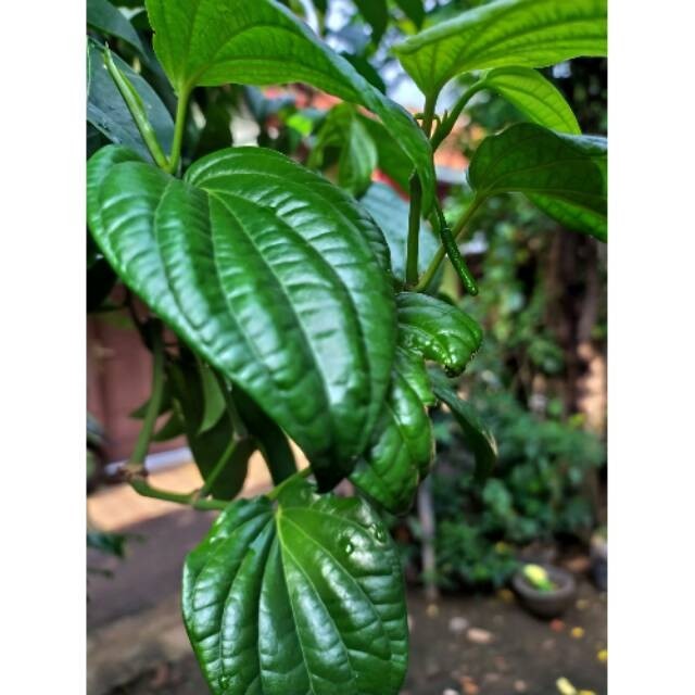 

Korehcok Daun sirih Segar 100% Organik (Minimal order 10 Helai)