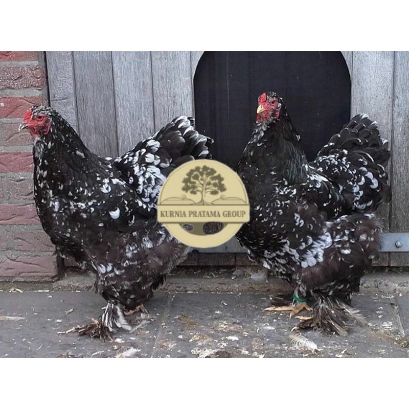 

TELUR AYAM HIAS BRAHMA BLACK MOTTLED UNTUK DI TETASKAN KURNIA PRATAMA GROUP