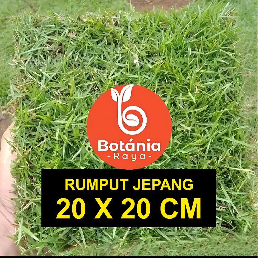 Rumput Jepang Hidup 20x20 Cm Rumput Hias Hijau Segar untuk Taman / Kuburan / Makam