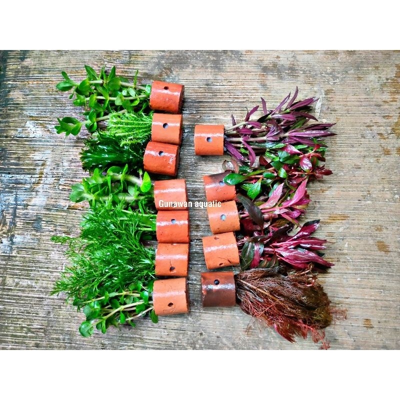 Paket 5 Pot 5 Jenis Tanaman Aquascape Low Co2